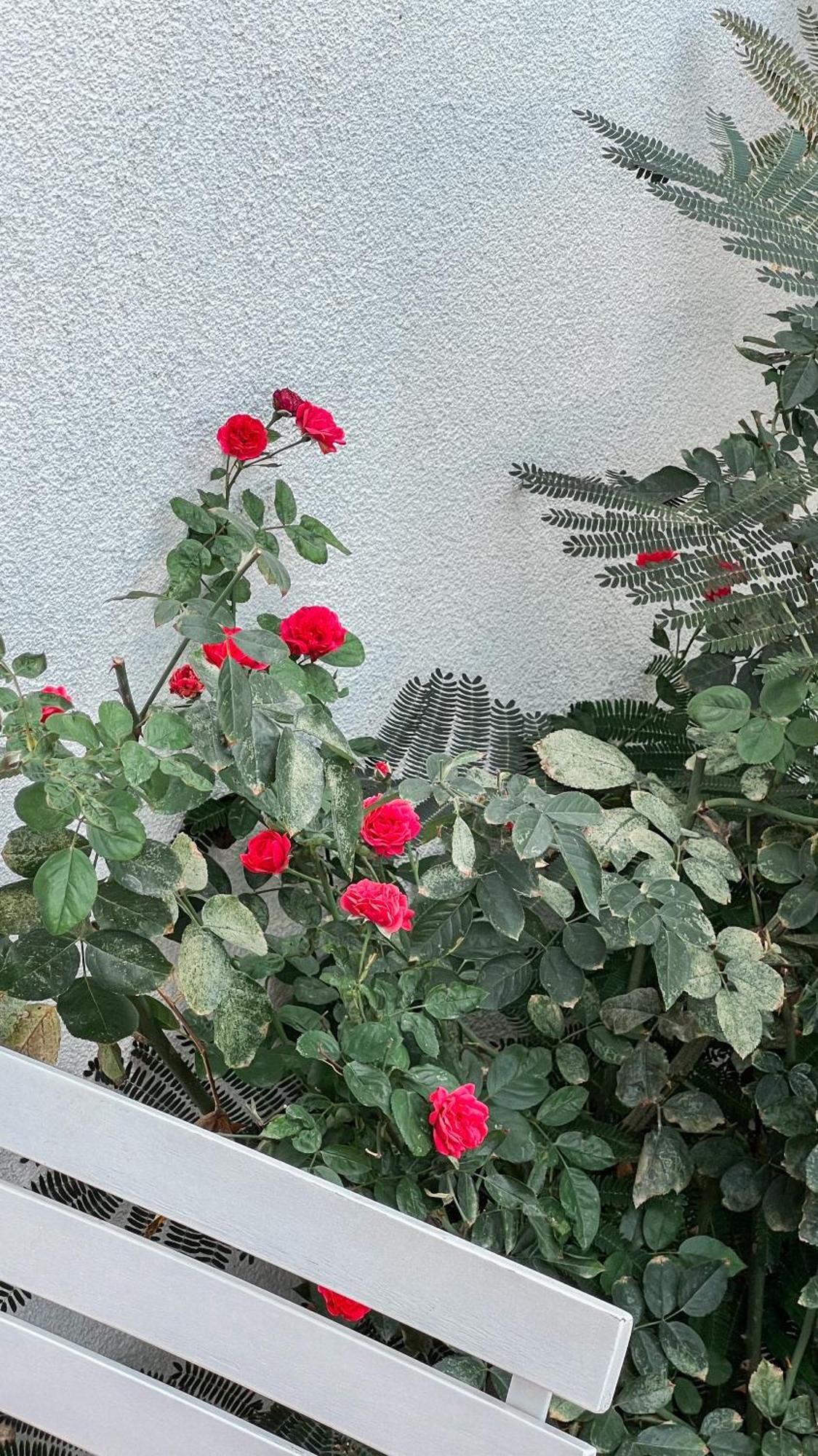 Doc'S Hotel Kemer Ngoại thất bức ảnh